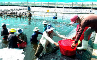 Đón làn sóng chuyển dịch sản xuất mới cho ngành tôm