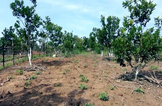 Cải tạo vườn tạp