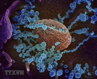 Phát hiện kháng thể ngăn chặn virus SARS-CoV-2