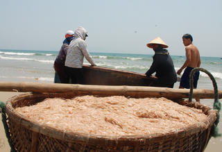 Ngư dân Quảng Nam trúng đậm ruốc biển cuối mùa