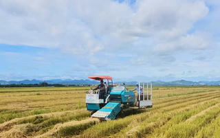 Quảng Trị: Nông dân tận thu rơm sau vụ gặt để tăng thêm thu nhập