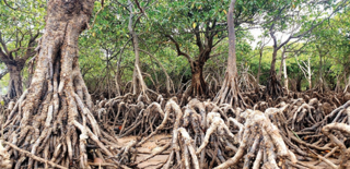 Du lịch rừng, “mỏ vàng” mới hé mở của Quảng Ninh