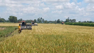 Lúa phát thải thấp, lợi nhuận cao