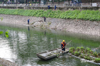 Nước sông Tô Lịch chuyển xanh sau khi được bổ cập nước từ Hồ Tây
