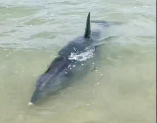 Người dân Hà Tĩnh hợp sức giải cứu cá heo mắc cạn