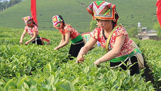 Tỷ lệ giảm nghèo vùng đồng bào dân tộc thiểu số vượt kế hoạch