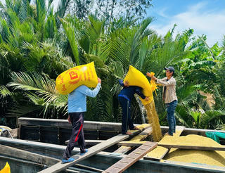 Ổn định thị trường lúa gạo