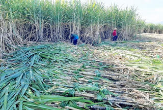 Mía đường chịu áp lực lớn