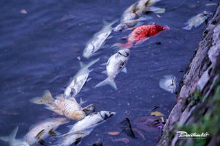 Hà Nội: Cá chết nổi trắng ven hồ Trúc Bạch bốc mùi hôi thối