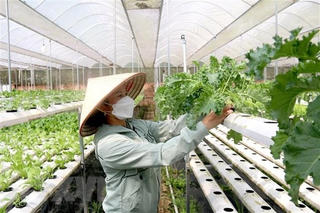 Khi hợp tác xã đưa hàng hóa lên sàn