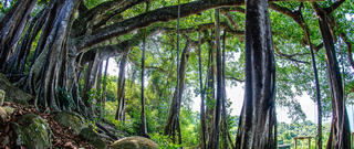 Đà Nẵng: Mở lại một số tour bán đảo Sơn Trà sau gần 3 năm tạm dừng