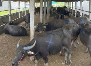 Phát hiện xe tải chở 48 con trâu, bò không rõ nguồn gốc, không có giấy kiểm dịch