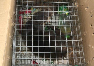 Ninh Bình: Khởi tố người phụ nữ mang bán cá thể rái cá quý hiếm