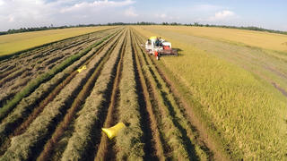 Đề án 1 triệu hécta lúa chất lượng cao: Phát huy hiệu quả các mô hình thí điểm 