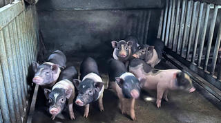 Quảng Ngãi: Phân bổ gần 3,5 tỷ đồng phòng chống dịch tả lợn châu Phi