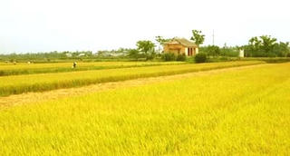 Quán gió giữa đồng