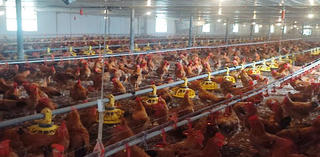 Hướng tới chăn nuôi an toàn và bền vững