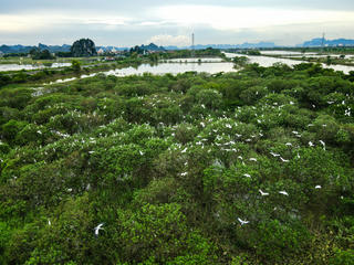 Giữ chốn bình yên cho đàn cò 