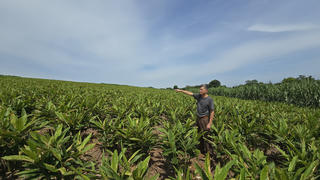 Giàu lên từ cây riềng