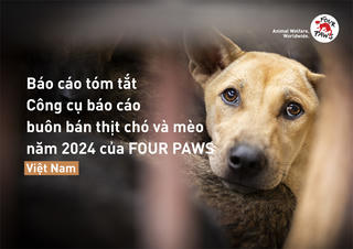 FOUR PAWS nâng cấp trang công cụ báo cáo về hành vi buôn bán thịt chó, mèo