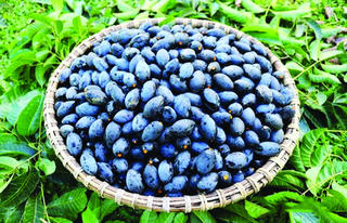 Thao thiết ơi mùa trám