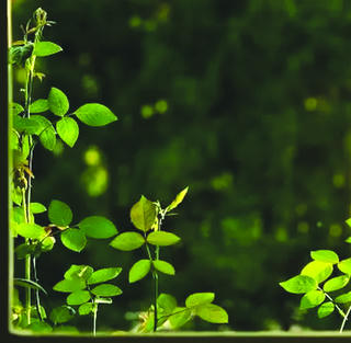 Khung cửa sổ màu xanh