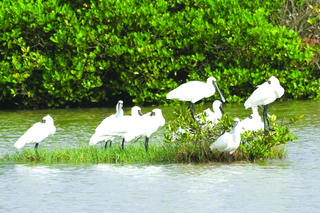 “Sân ga” của nhiều loài chim