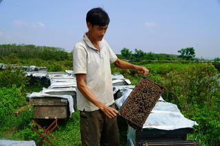 Làm giàu từ nghề nuôi ong ở rừng ngập mặn