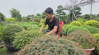 Nông dân cùng giúp nhau thoát nghèo