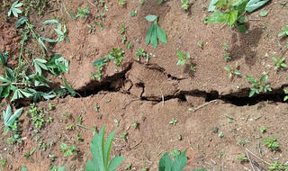 Quảng Ngãi: Vết nứt núi dài 200 m, di dời khẩn cấp 12 hộ dân