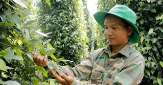 Giá tiêu xuất khẩu đạt kỉ lục