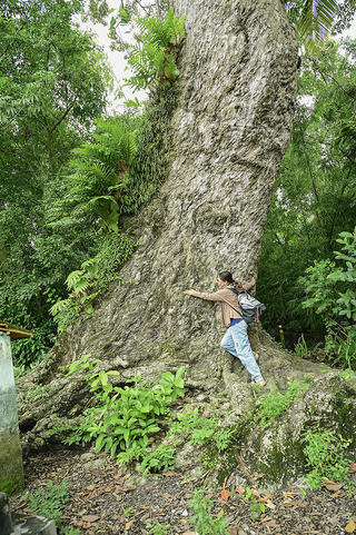 Chuyện "lạ" ở cây dầu rái hơn 700 năm tuổi