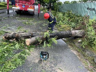 Đà Nẵng: Cảnh sát PCCC cứu nạn 6 người trong ô tô bị cây ngã đè