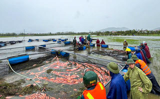 Hộ dân ở Hà Tĩnh mất trắng 20 tấn cá sau bão số 10