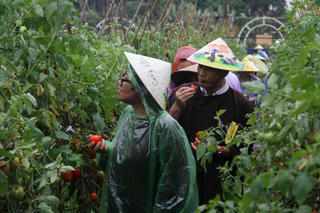 Du lịch nông nghiệp trải nghiệm: Cần đầu tư bài bản