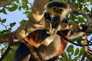 Đà Nẵng: Cứu “nữ hoàng linh trưởng” dính bẫy ở bán đảo Sơn Trà