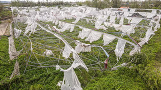 Vườn nho công nghệ cao tiền tỷ ở Hà Tĩnh tan hoang sau bão số 10 