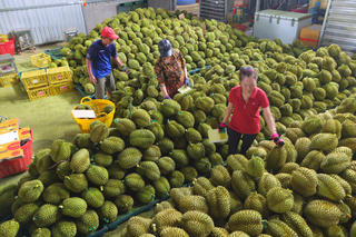 Xuất khẩu rau quả: Lấy lại đà tăng