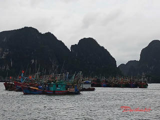 Quảng Ninh: Tạm ngừng cấp phép tàu trên vùng biển từ 8h ngày 5/10