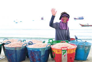 Quảng Ngãi: Trúng đậm mùa ruốc, ngư dân thu tiền triệu mỗi ngày
