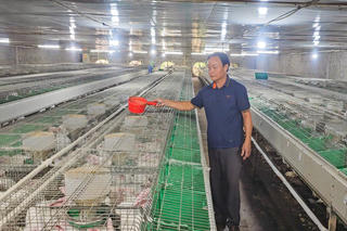 Ông nông dân Ninh Bình biến thỏ New Zealand thành mô hình thu bạc tỷ
