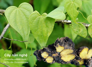 40 năm nghiên cứu và hành trình đưa cây nần nghệ vào Dược điển Việt Nam