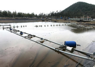 Cánh đồng nuôi tôm ở Nghệ An tan hoang sau bão, người dân lo không kịp vụ Tết