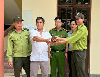 Đà Nẵng: Giao nộp cá thể rùa nghi thuộc loài quý hiếm