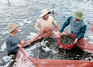 Cà Mau: Từ “thủ phủ” thủy sản đến trung tâm năng lượng tái tạo của cả nước