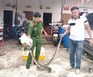 Gia Lai: Người dân bàn giao một cá thể trăn nặng 10kg