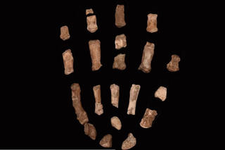 Tìm thấy hóa thạch một họ hàng đã tuyệt chủng của loài người