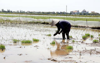 Nông nghiệp đại điền: Nghĩ lớn, làm lớn
Bài 2: Còn đó những khó khăn, trở ngại