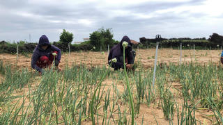 Quảng Ngãi: Người dân Lý Sơn “chạy đua” thu hoạch hành trước bão số 12
