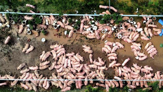 Bảo hiểm nông nghiệp: Vì sao nông dân không mặn mà? – Bài cuối: Đưa chính sách vào cuộc sống